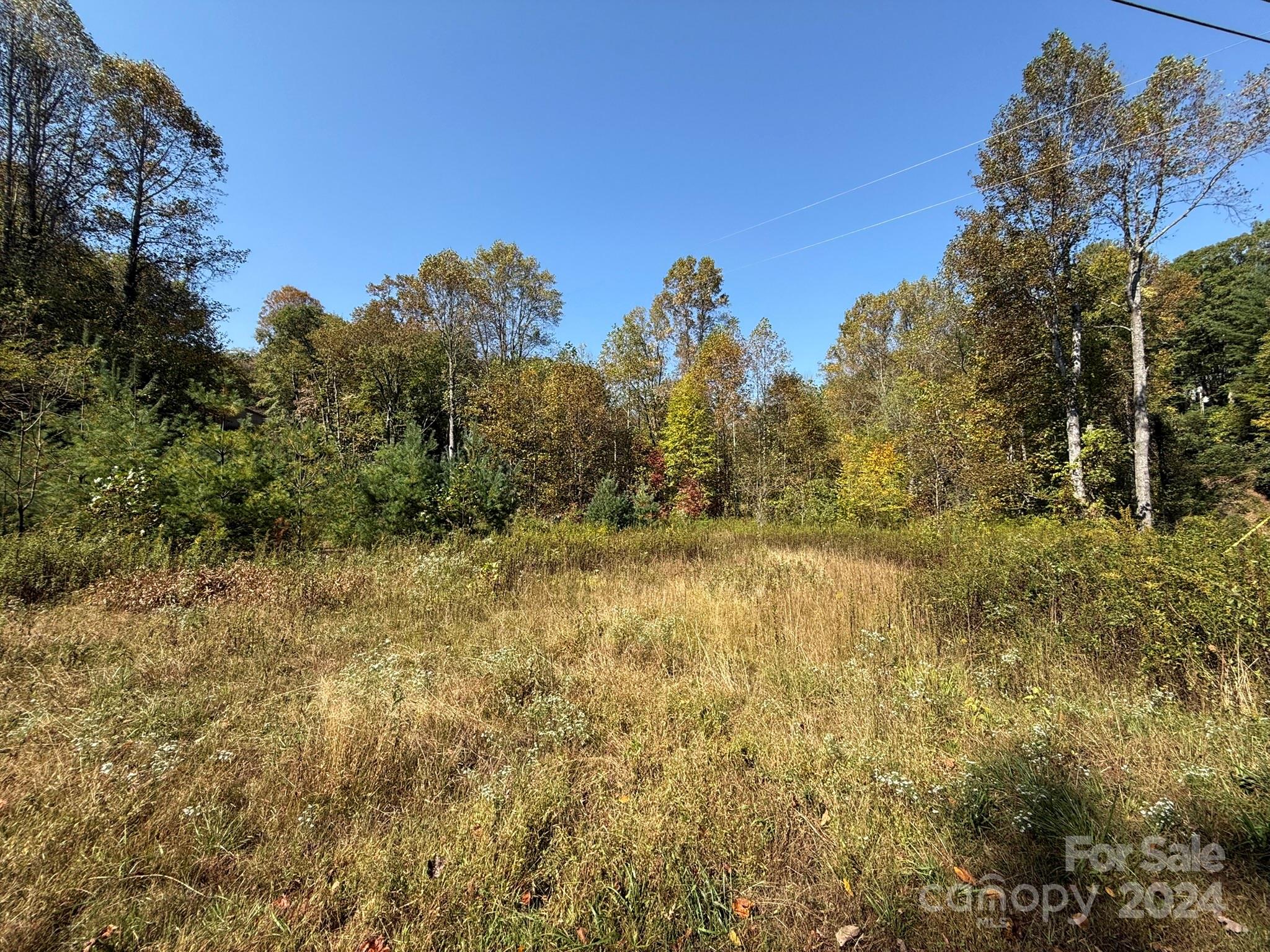 a view of a yard with trees