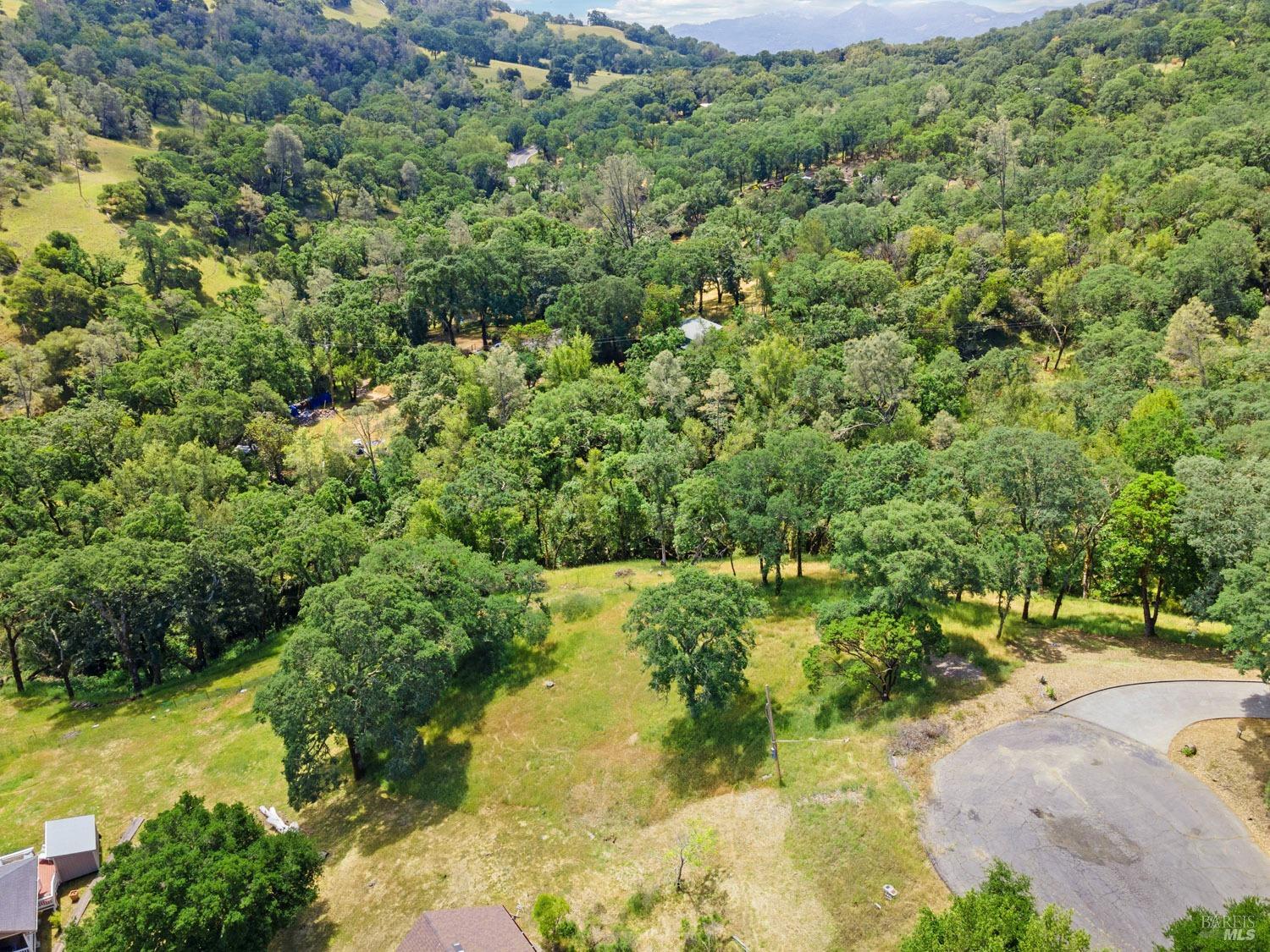 a view of a yard with plants and large trees