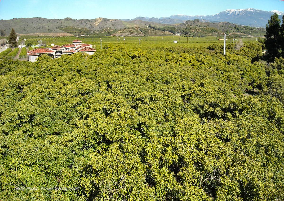 Avocado Orchards