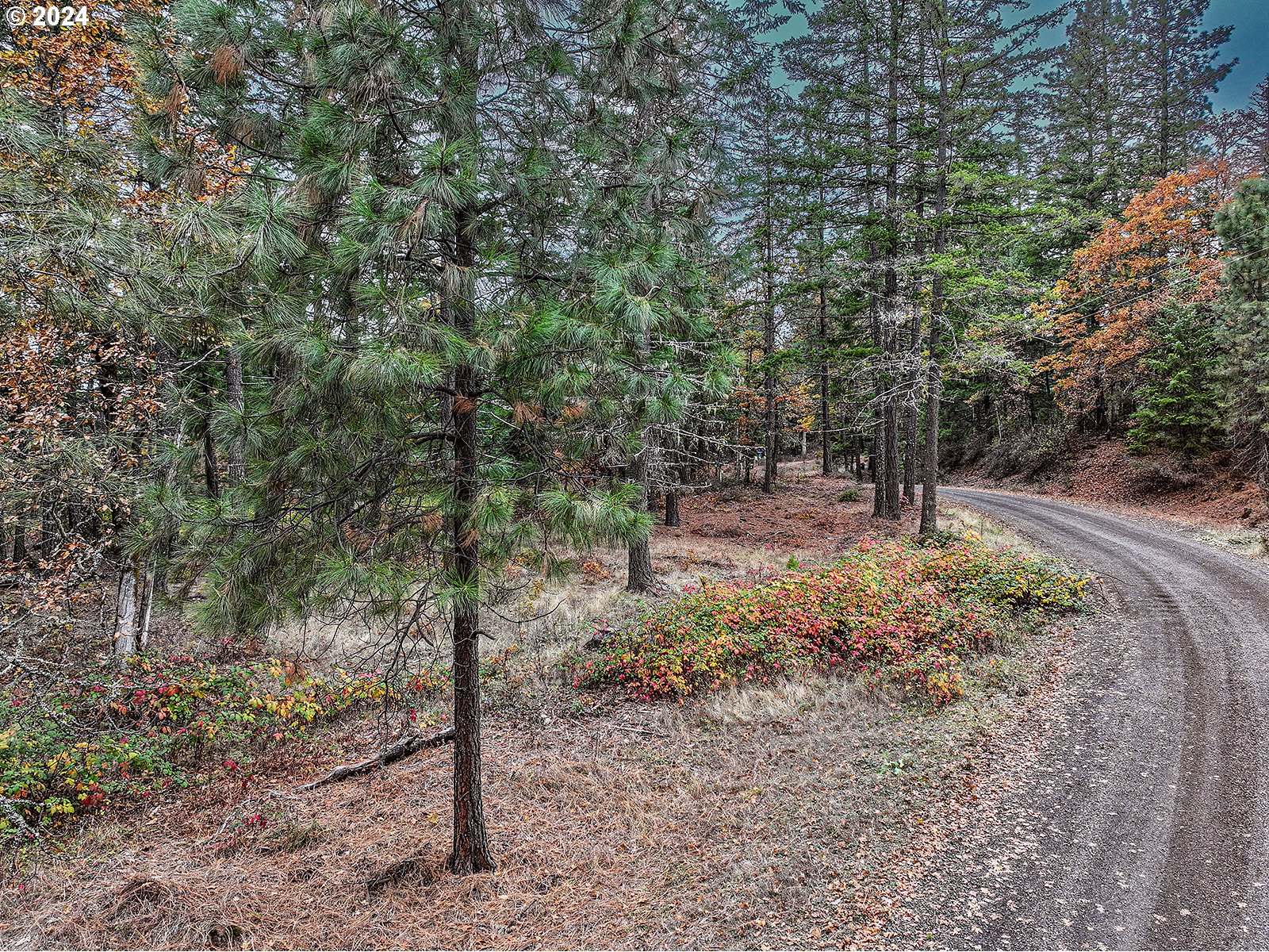 a view of a forest filled with trees