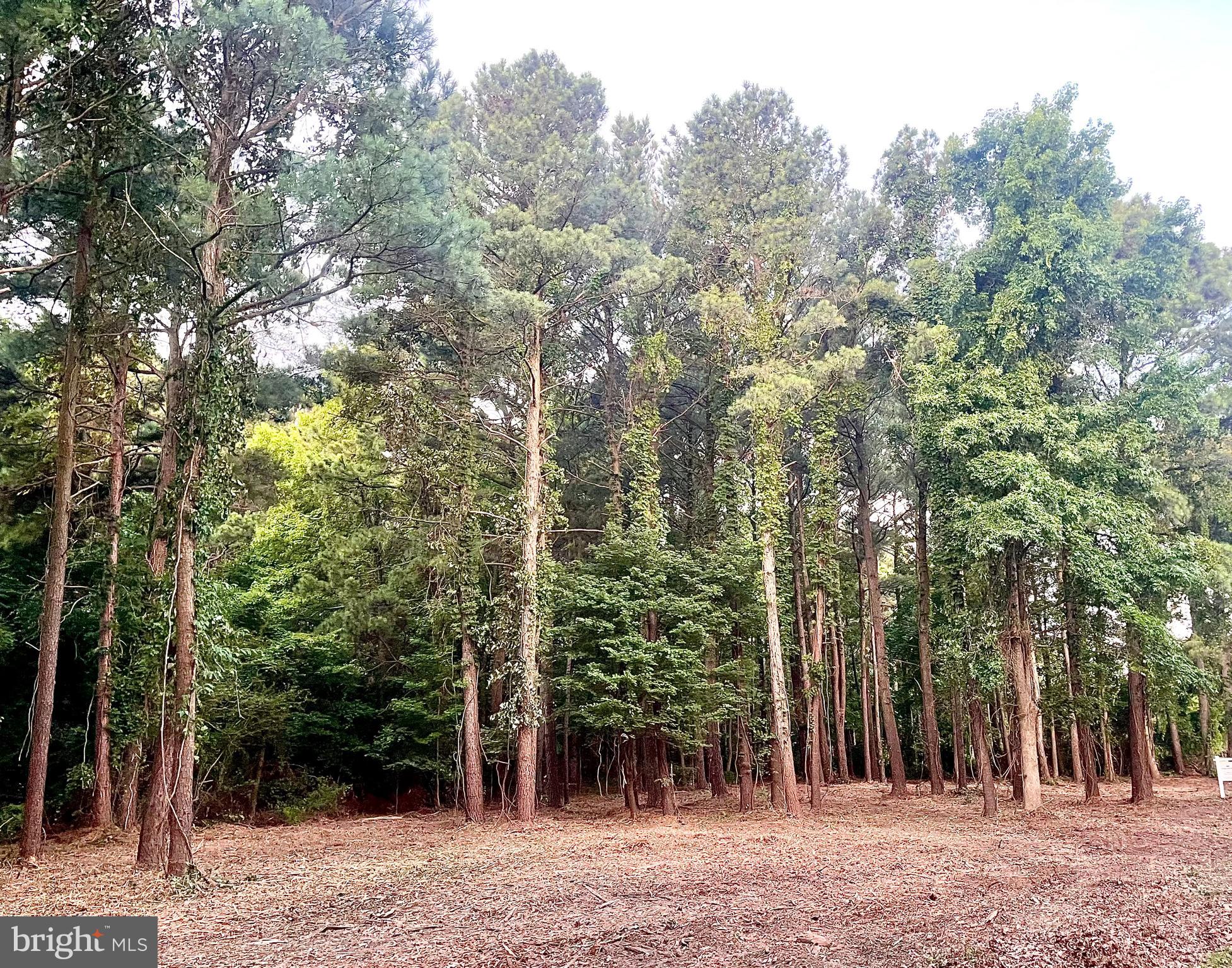 a view of a forest with trees