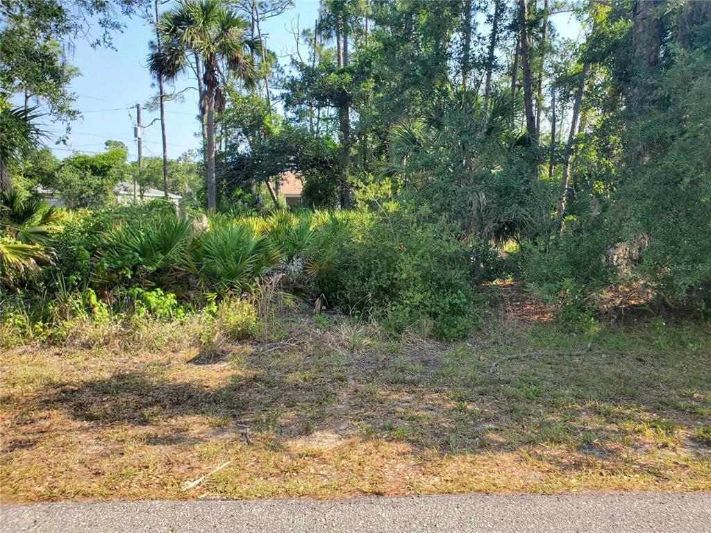 a view of a yard with plants and a tree