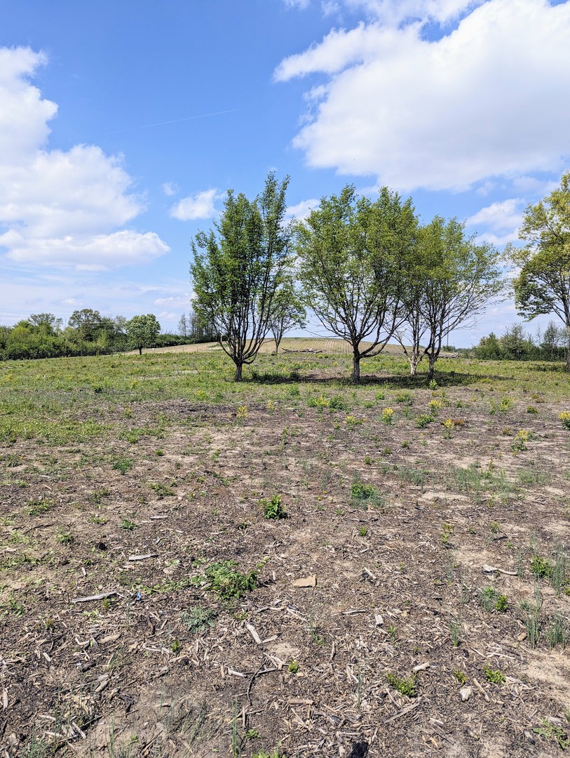 a view of a field with a tree in it