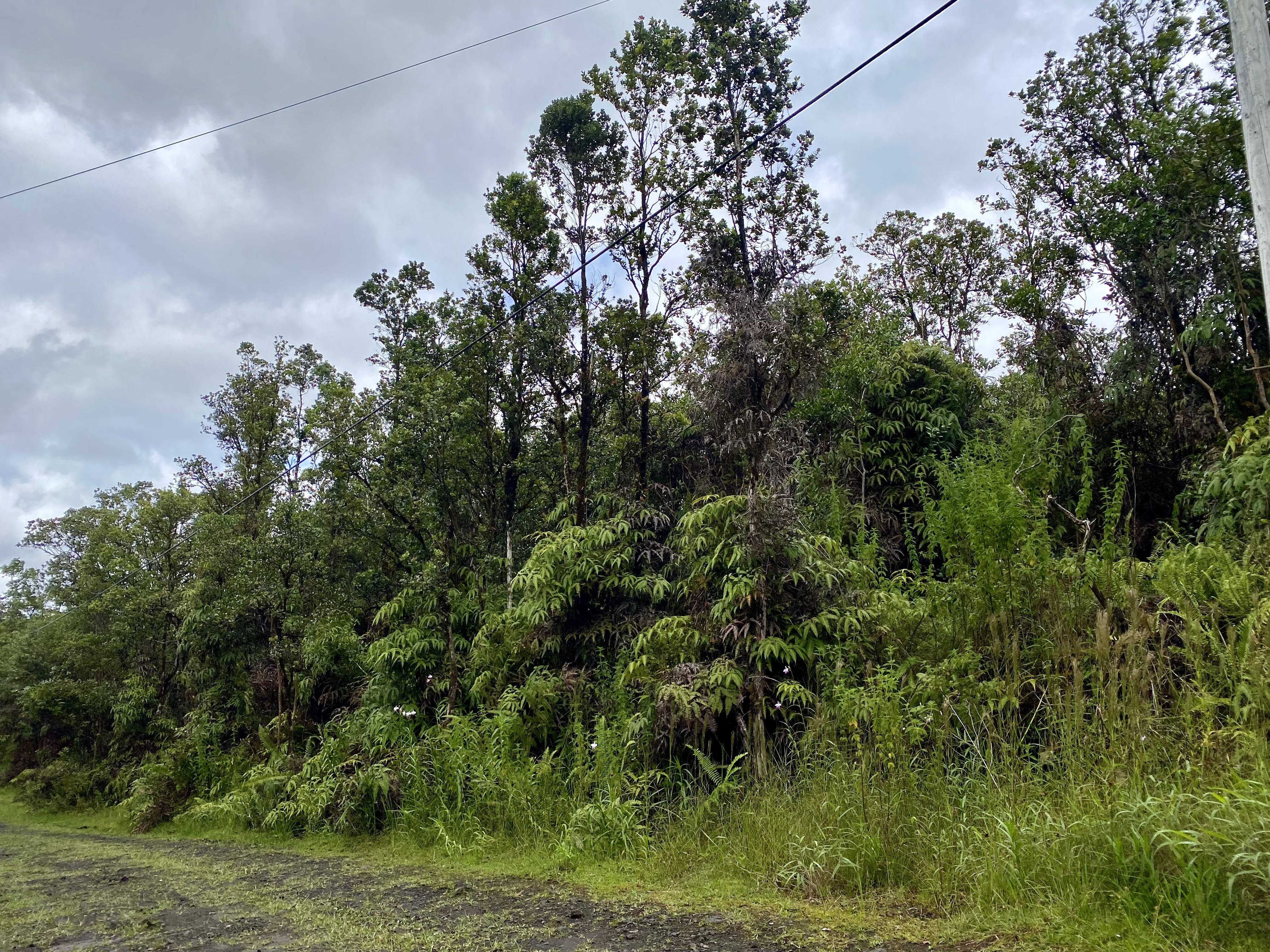 a view of a yard