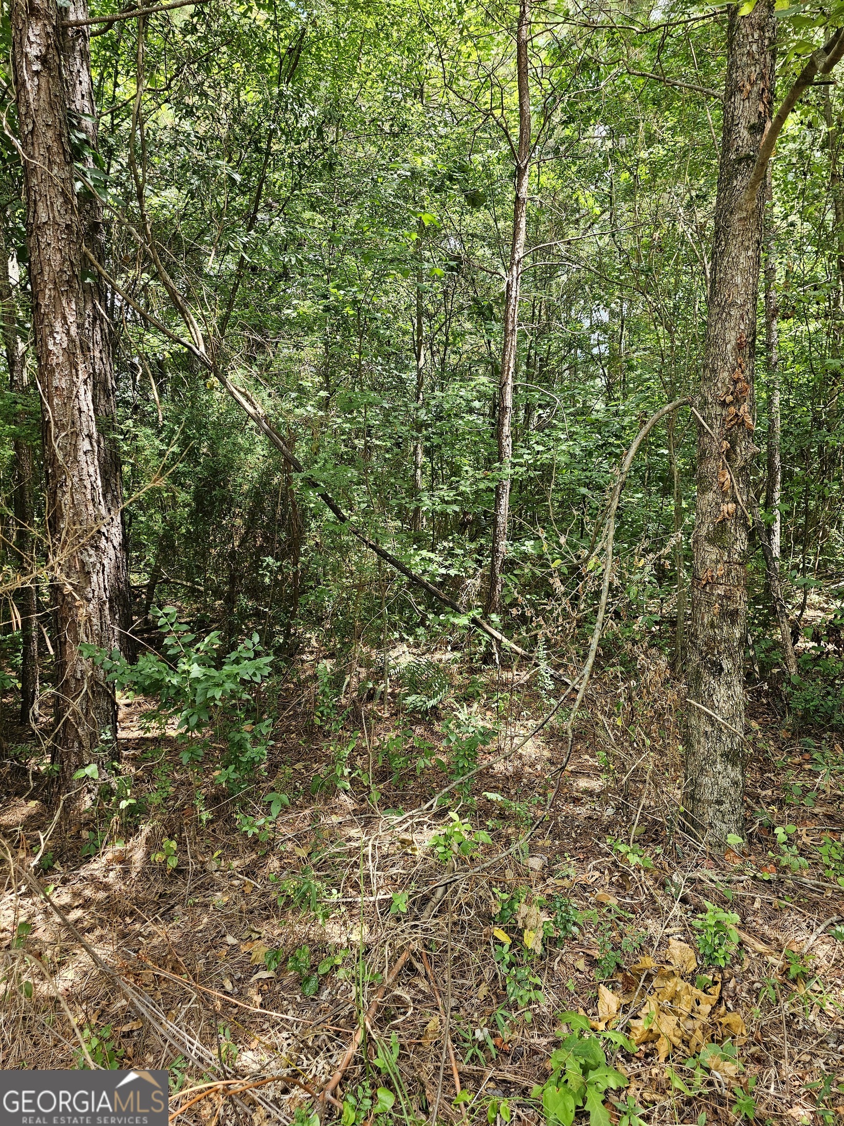 a view of a lush green forest