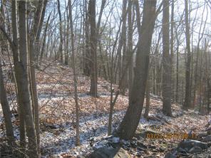 a view of a forest