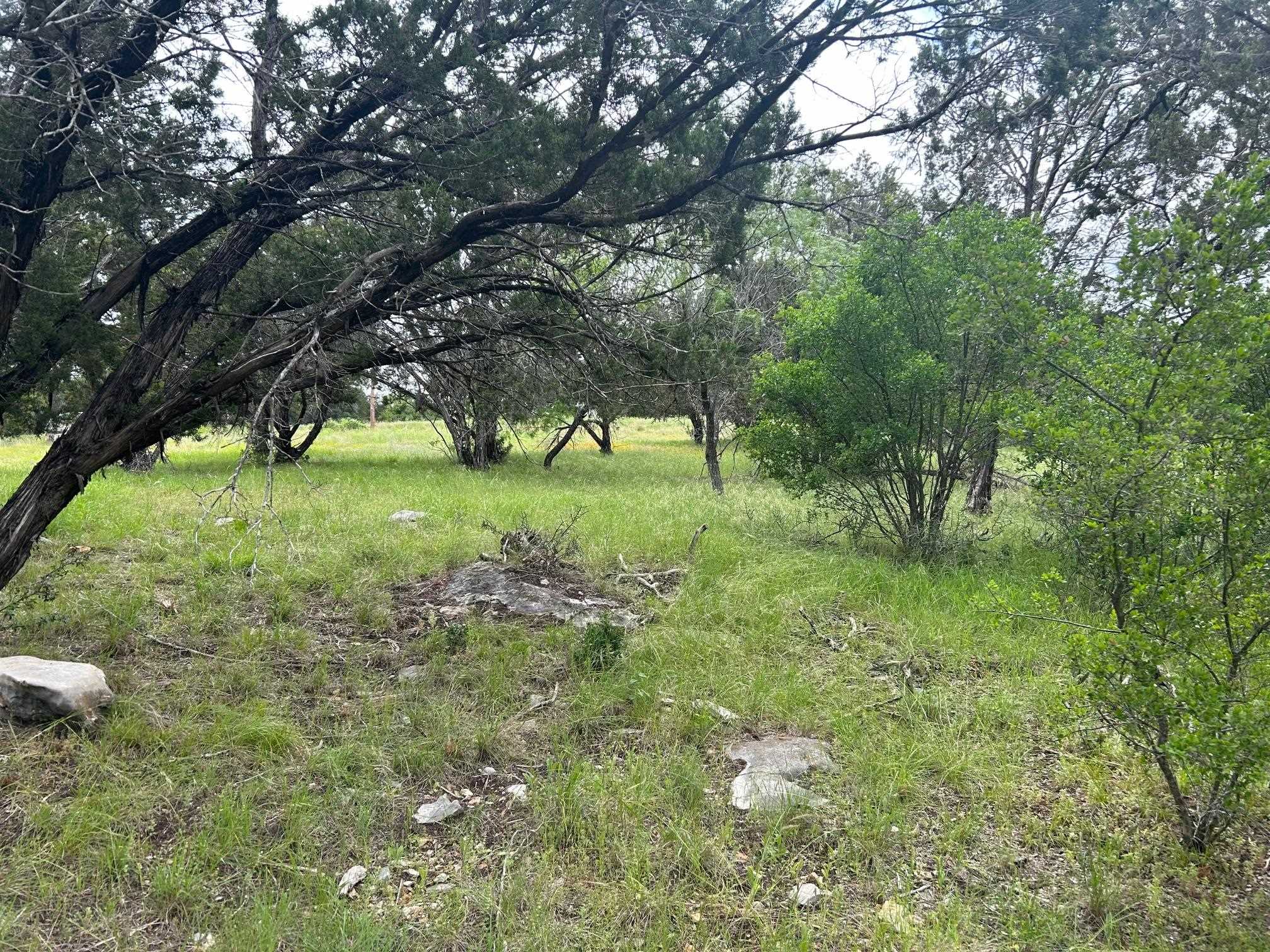 a view of a lush green space