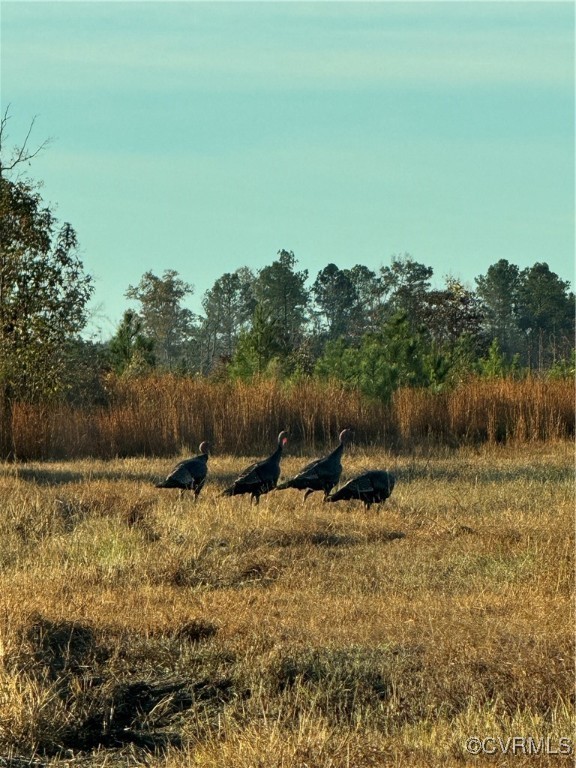 4 gobblers feeding on this lot