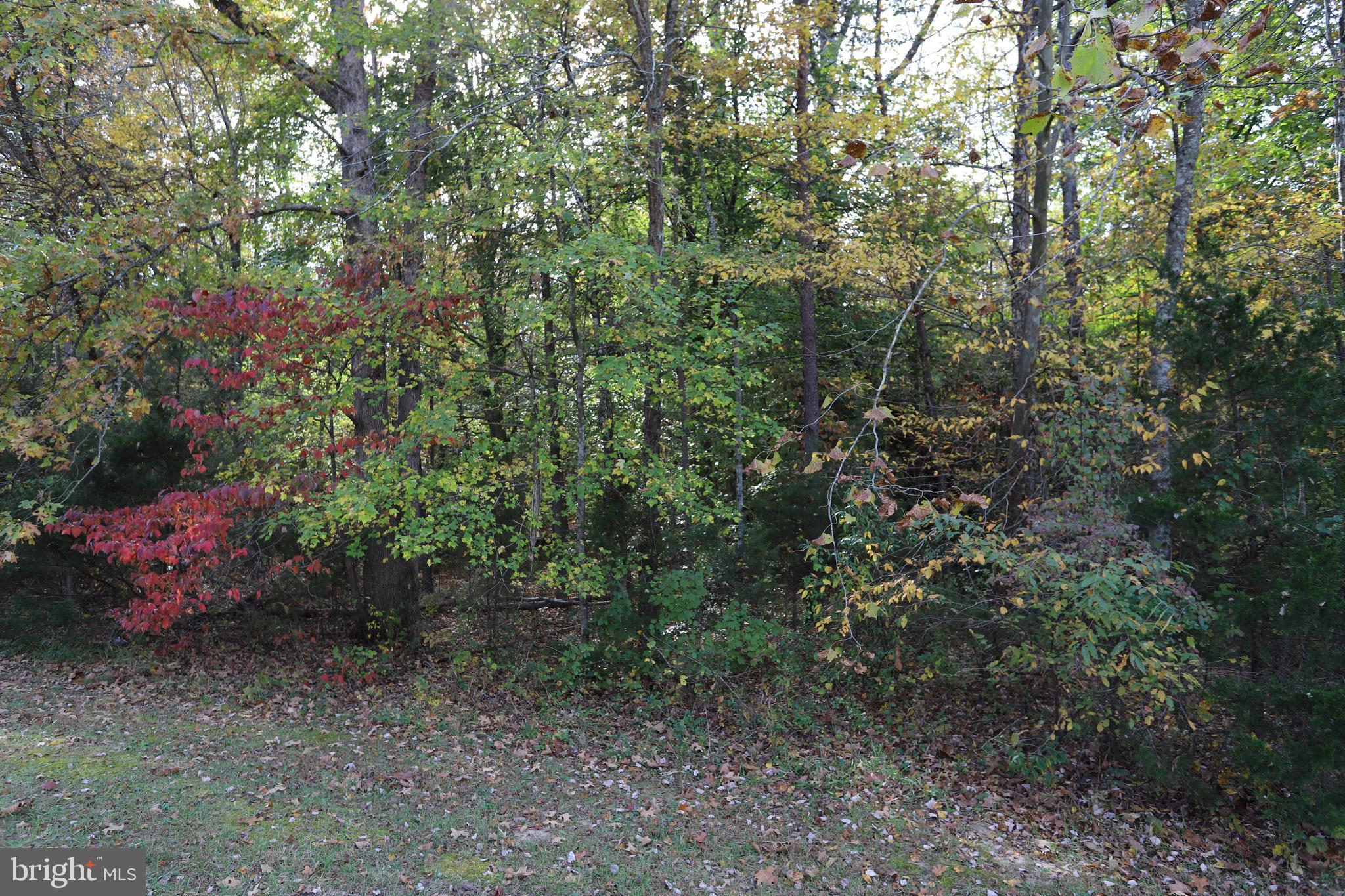 a view of a forest that has a tree