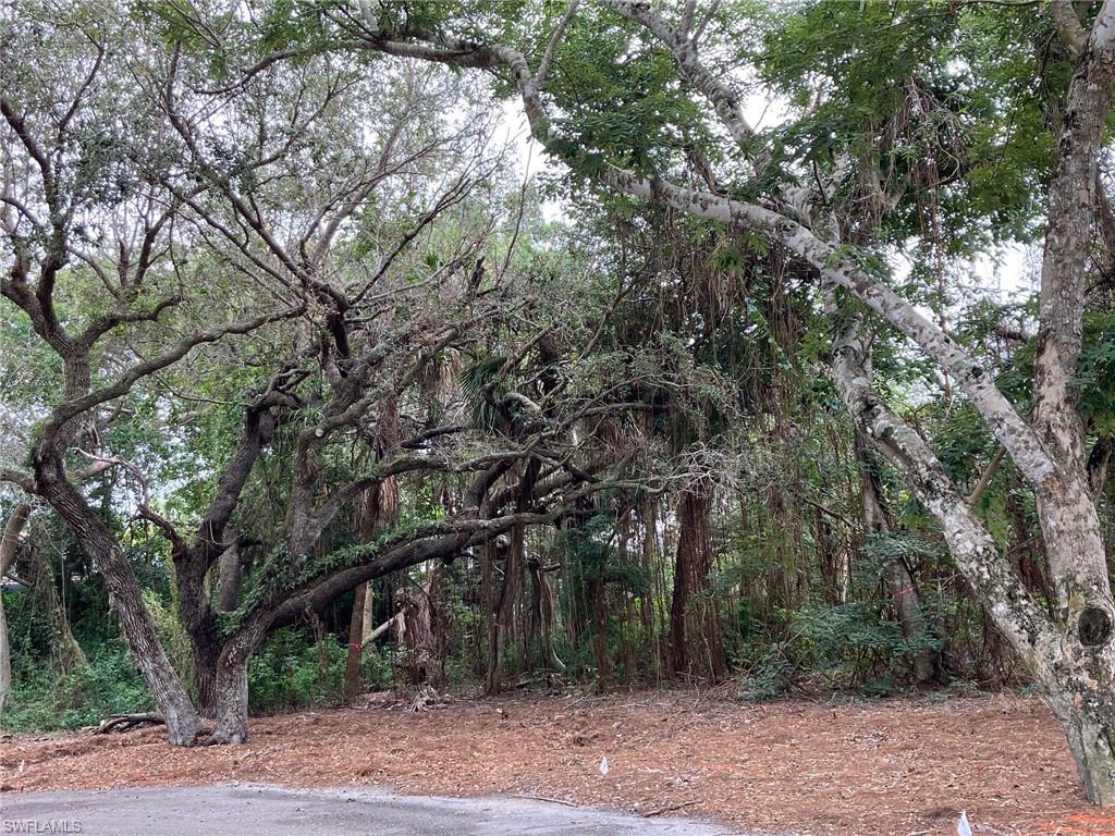 a tree in the middle of forest