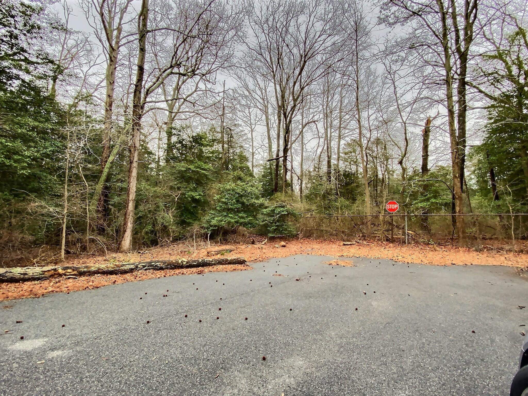 a view of road and trees