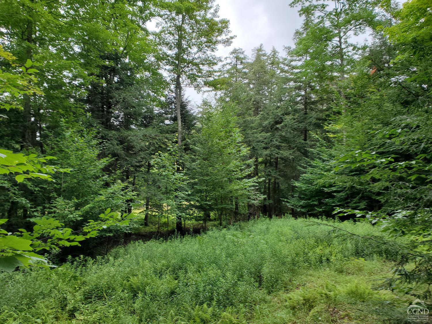 a view of a lush green space