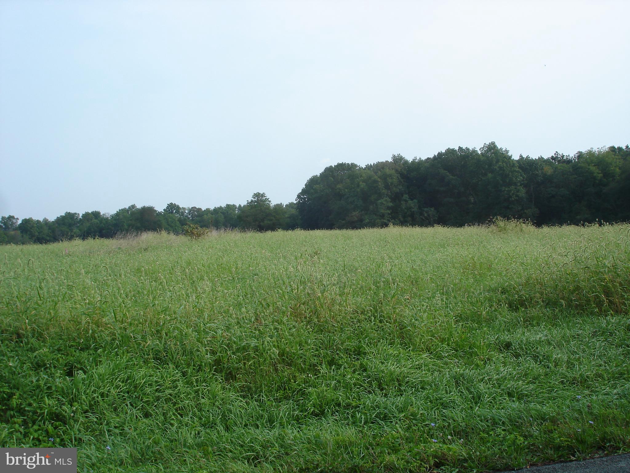 a view of a field with a tree in the background