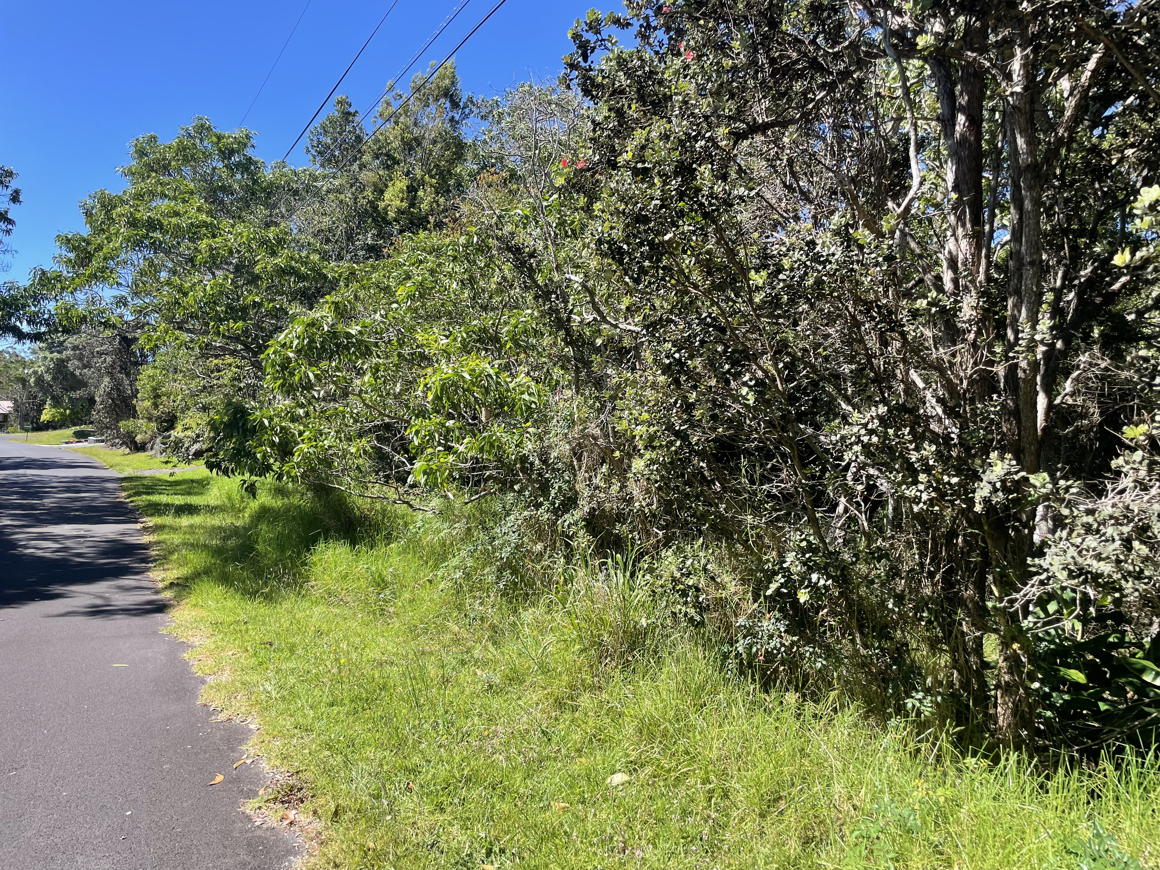 a view of a lush green space