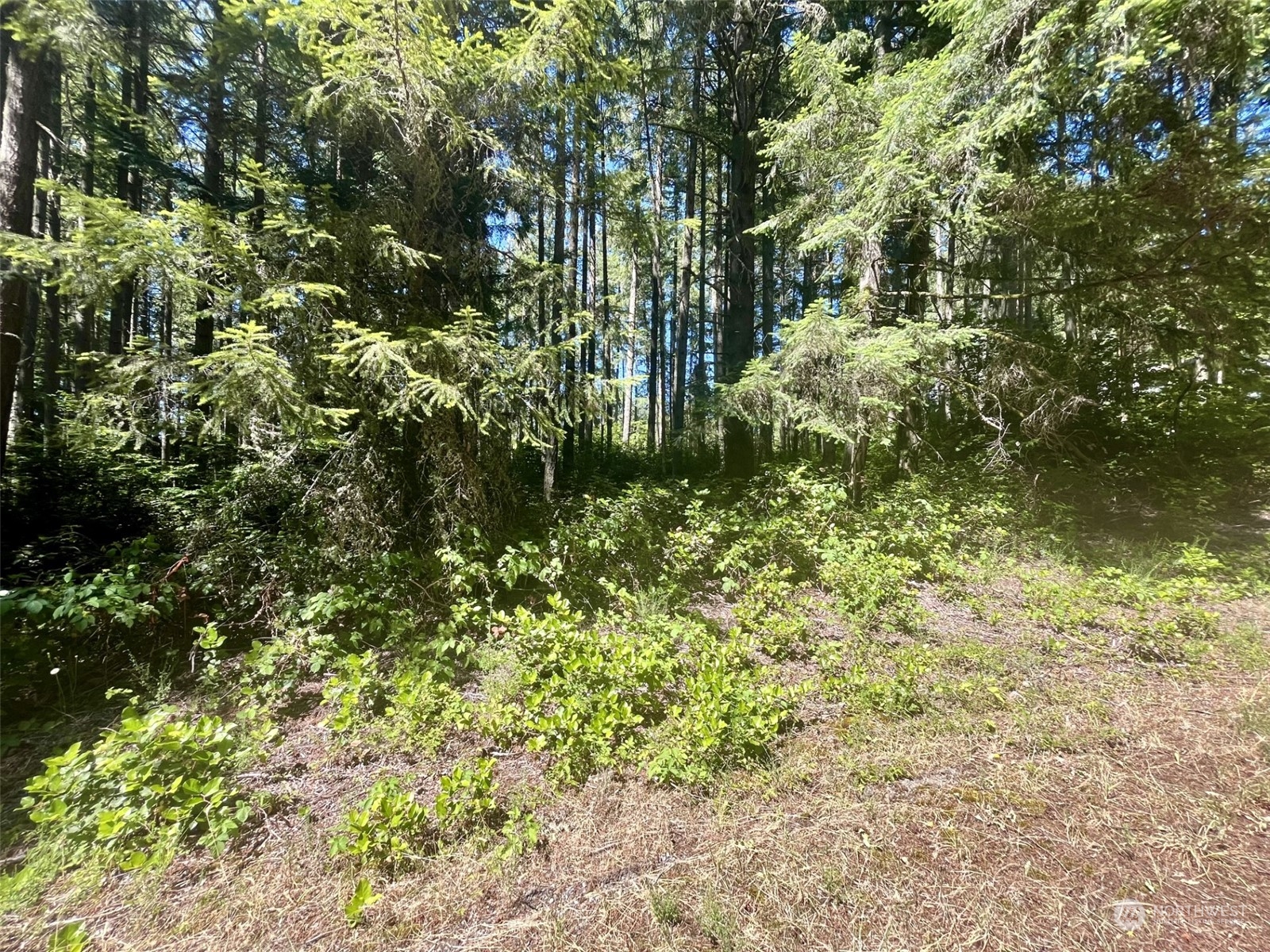 a view of a yard with plants and large trees