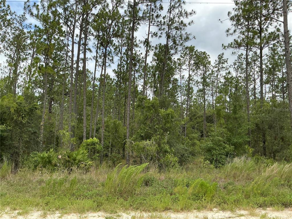 a view of a lush green forest