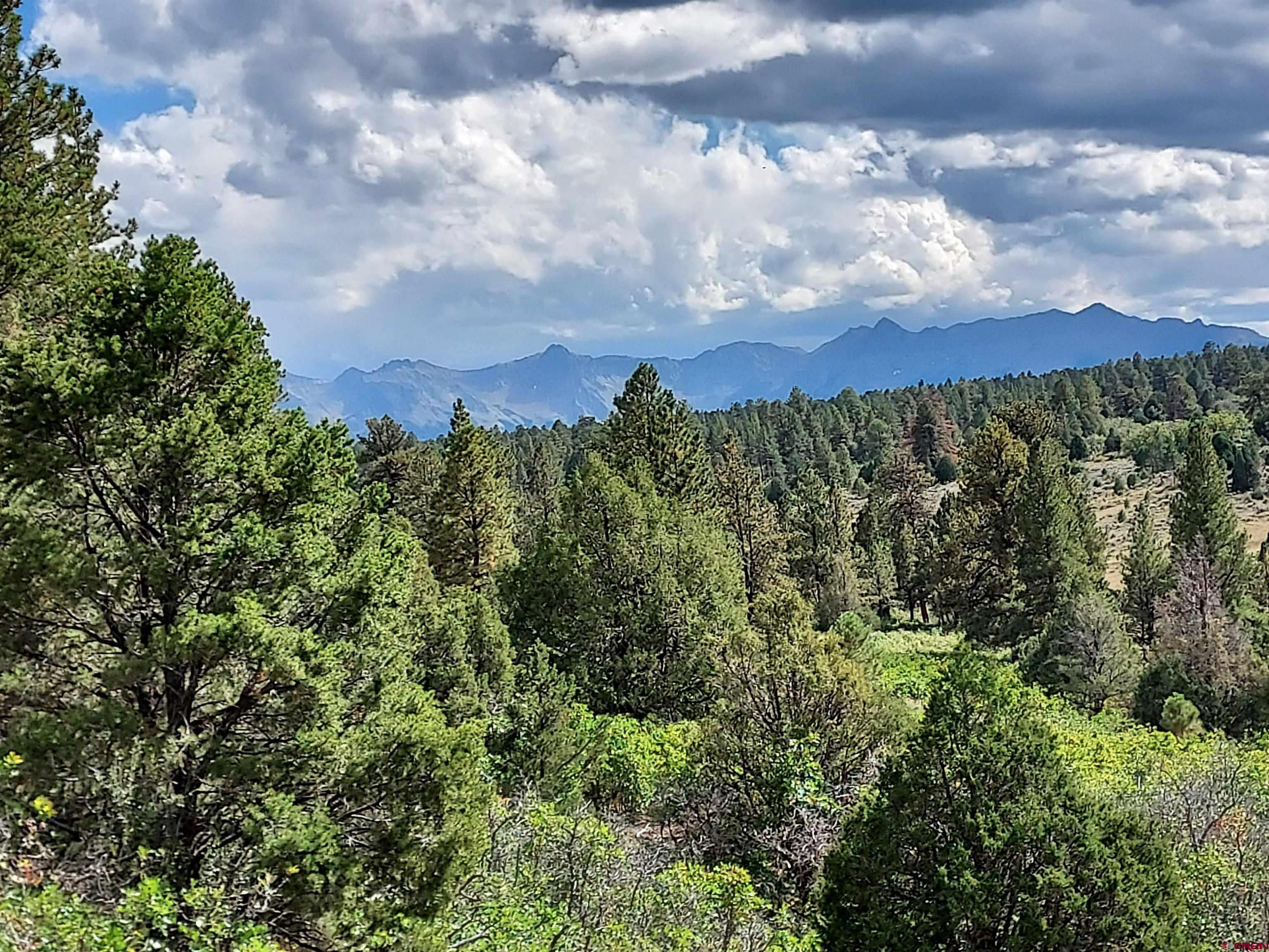 a view of a bunch of trees