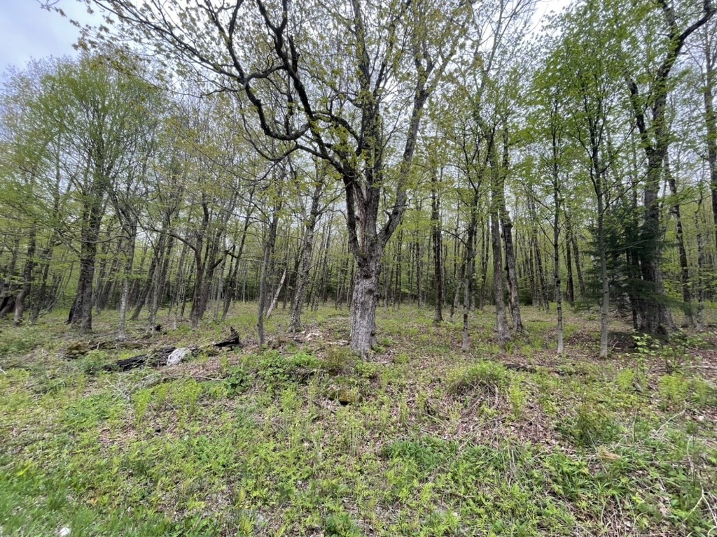 a large yard with lots of green space and trees