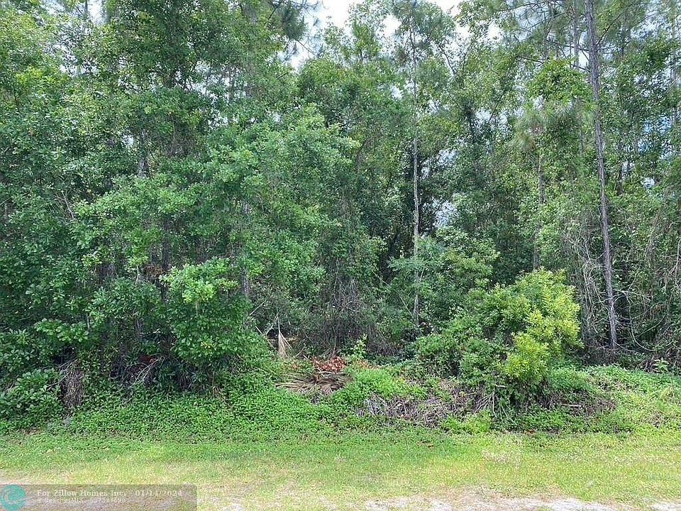 a view of a lush green forest