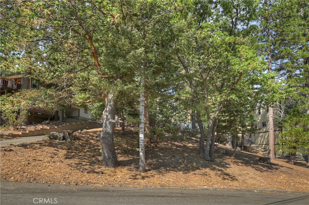 a view of a forest filled with trees