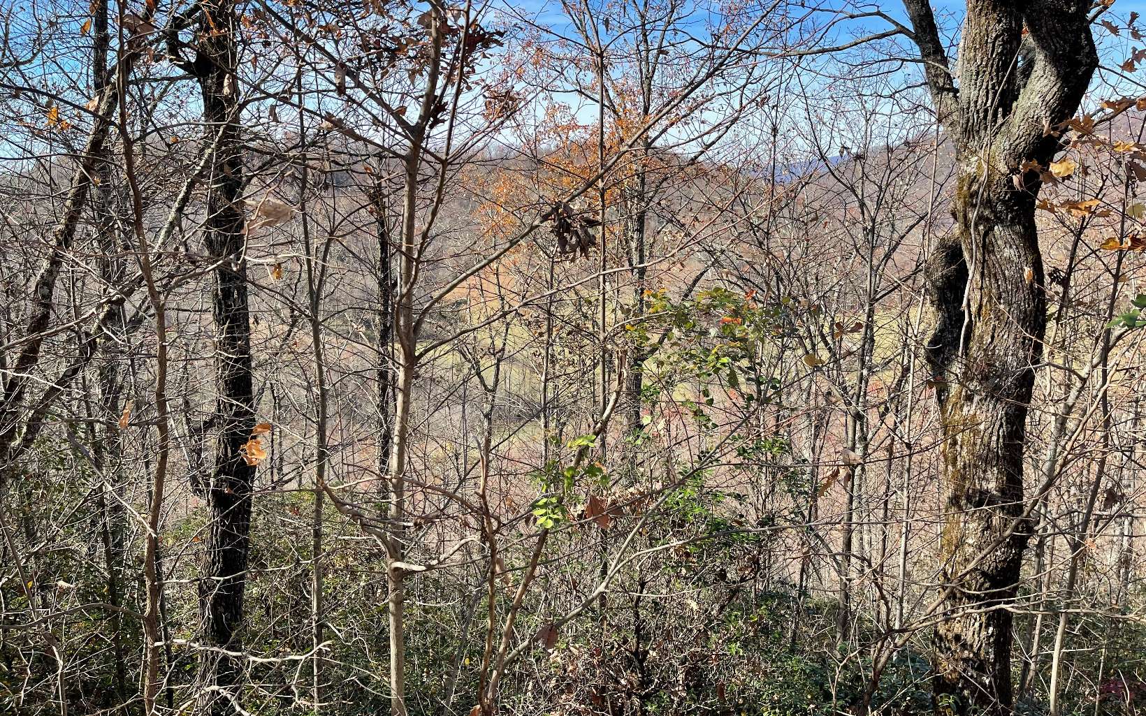 a backyard of a house with lots of trees