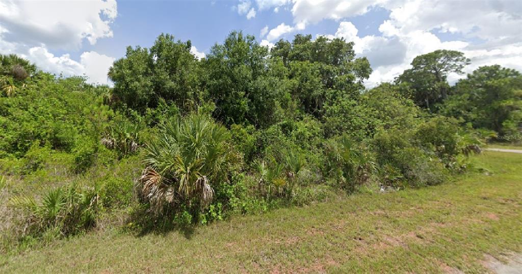 a view of a bunch of trees and bushes