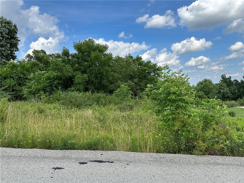 a view of a bunch of trees and bushes