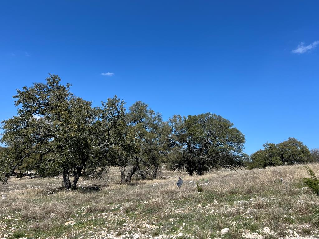 a view of a dry yard with trees in the background