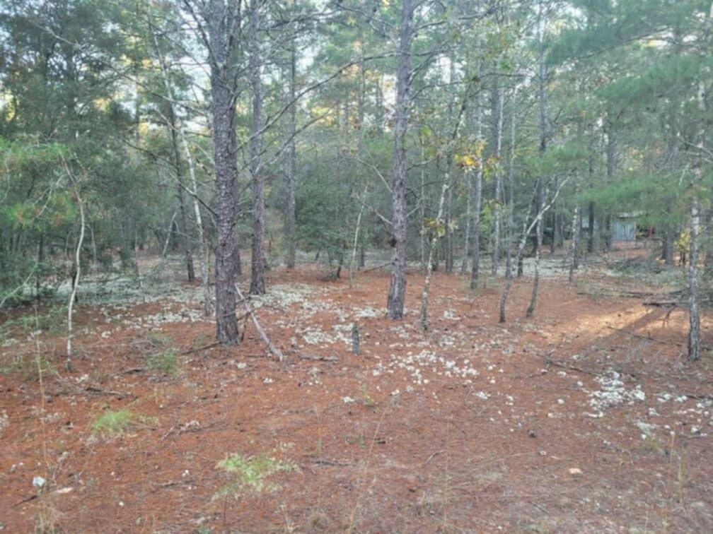 a view of a forest with trees in the background