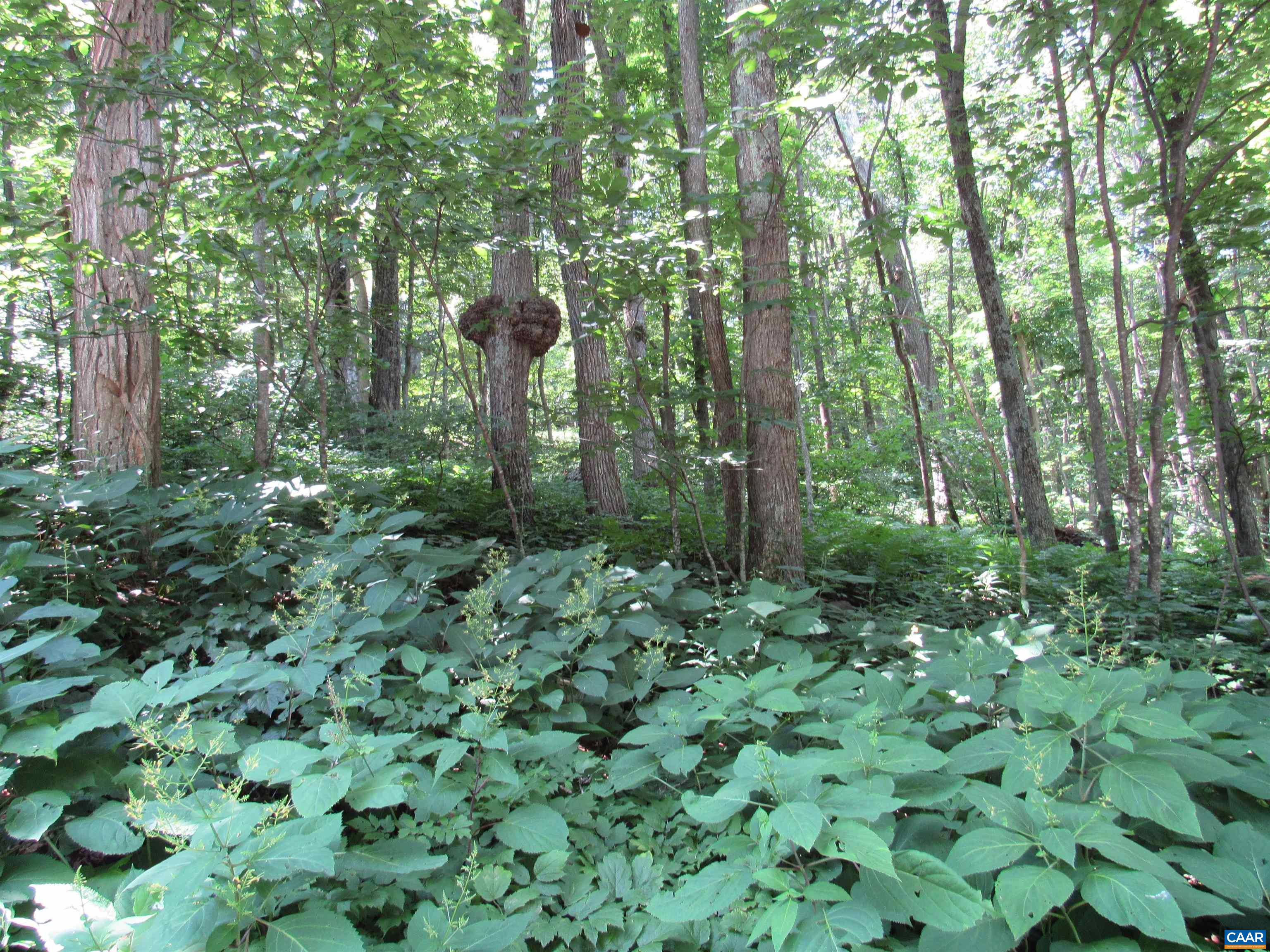 a view of a lush green forest