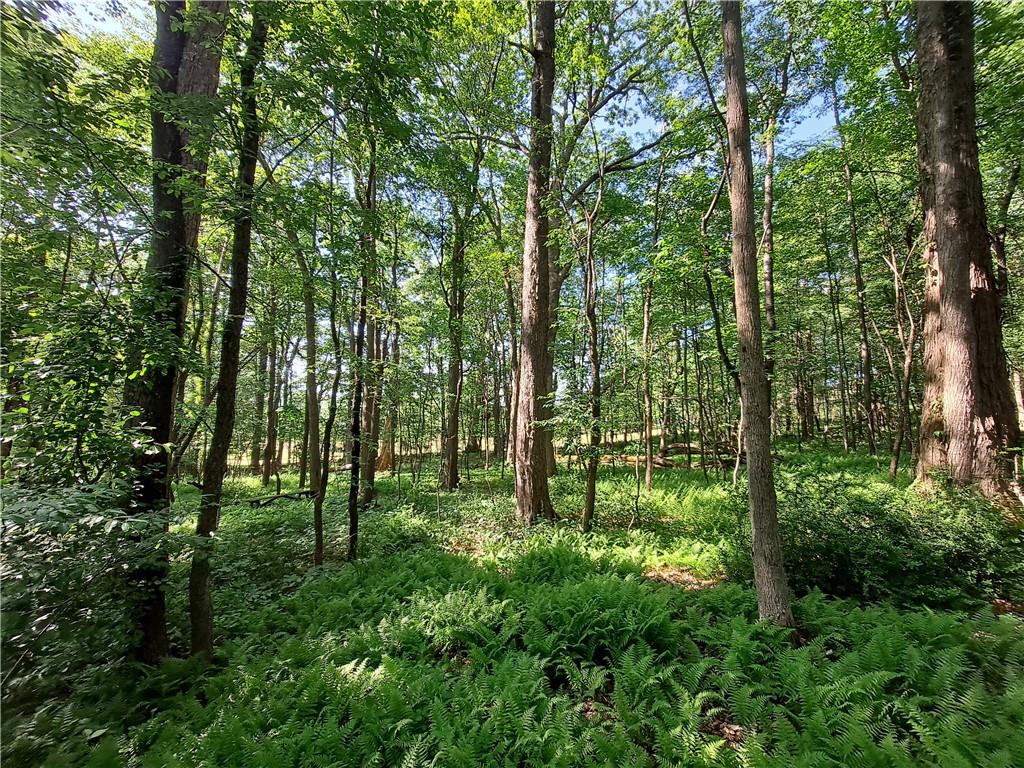 a big yard with lots of green space and trees