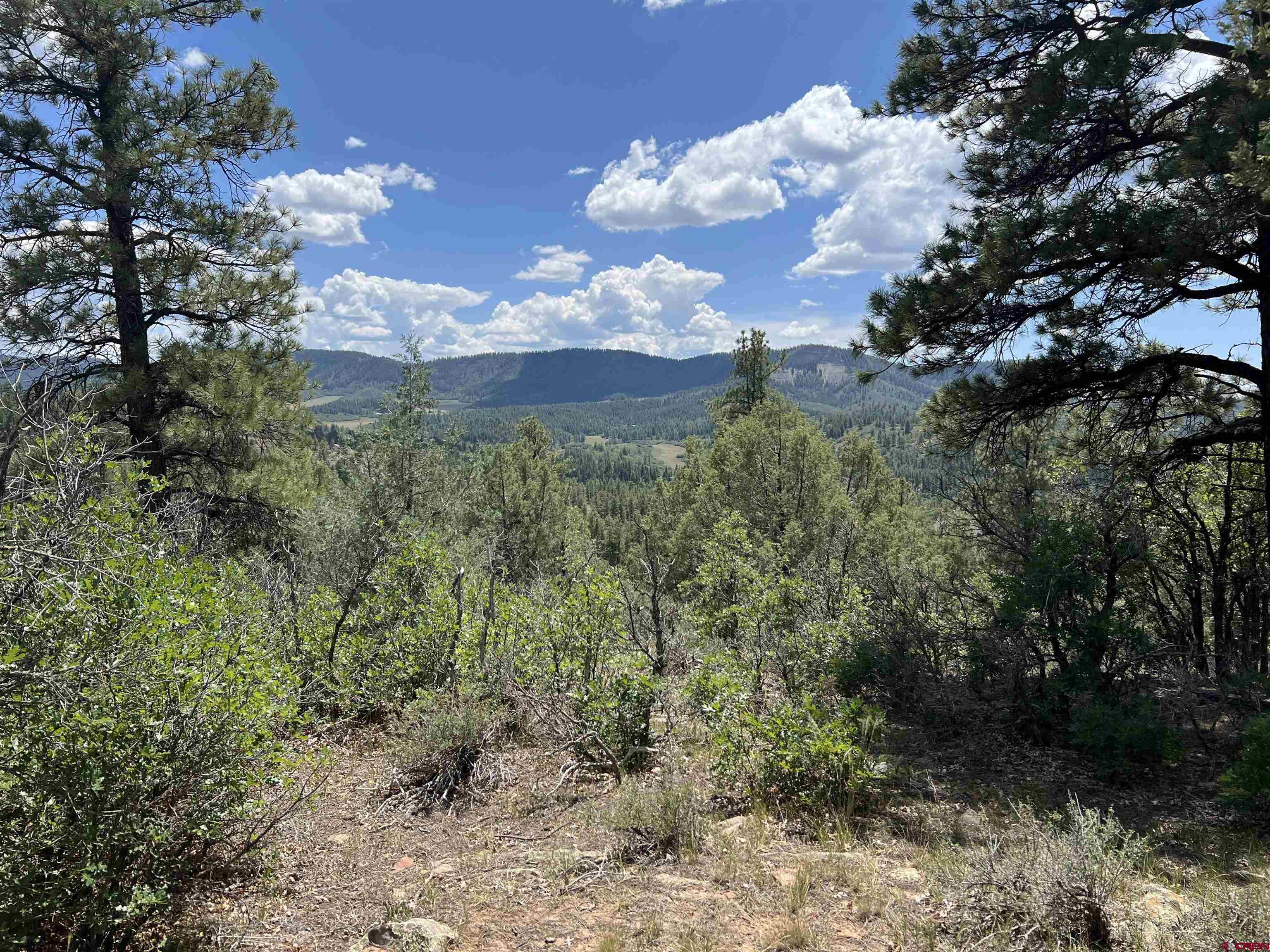 a view of a bunch of trees