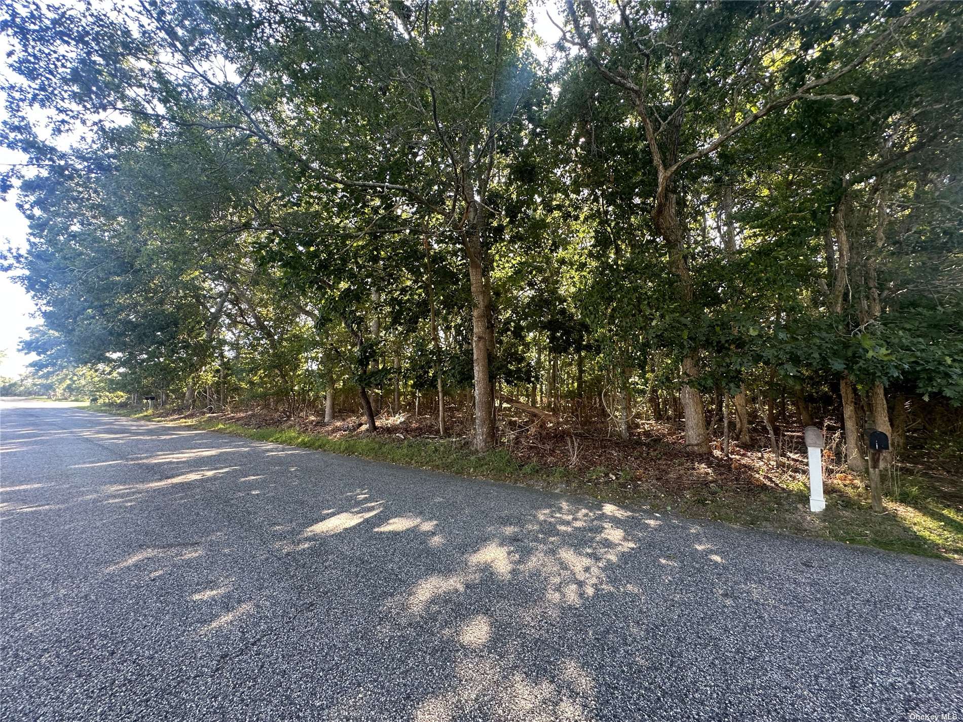 a view of a forest with trees