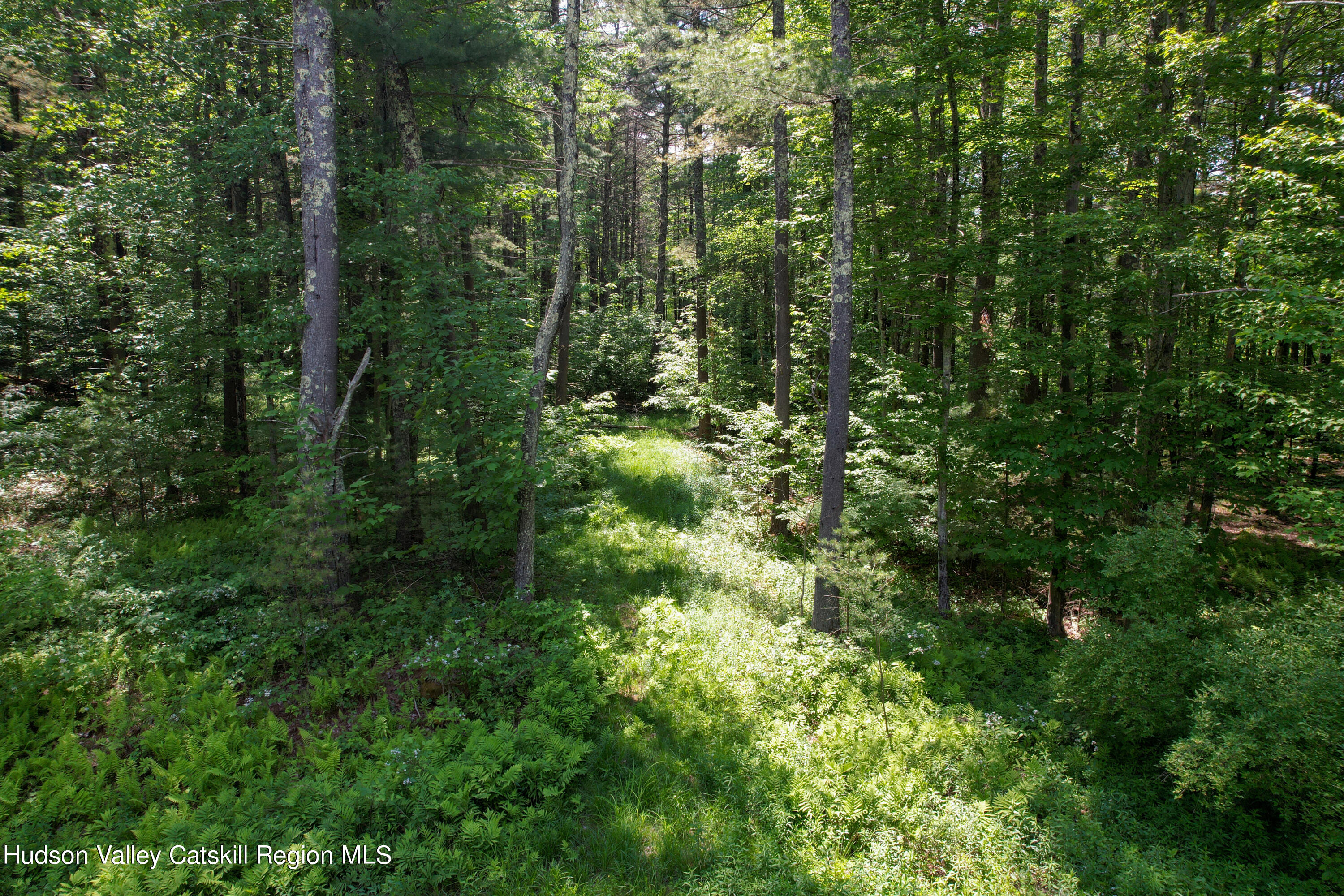 a view of forest