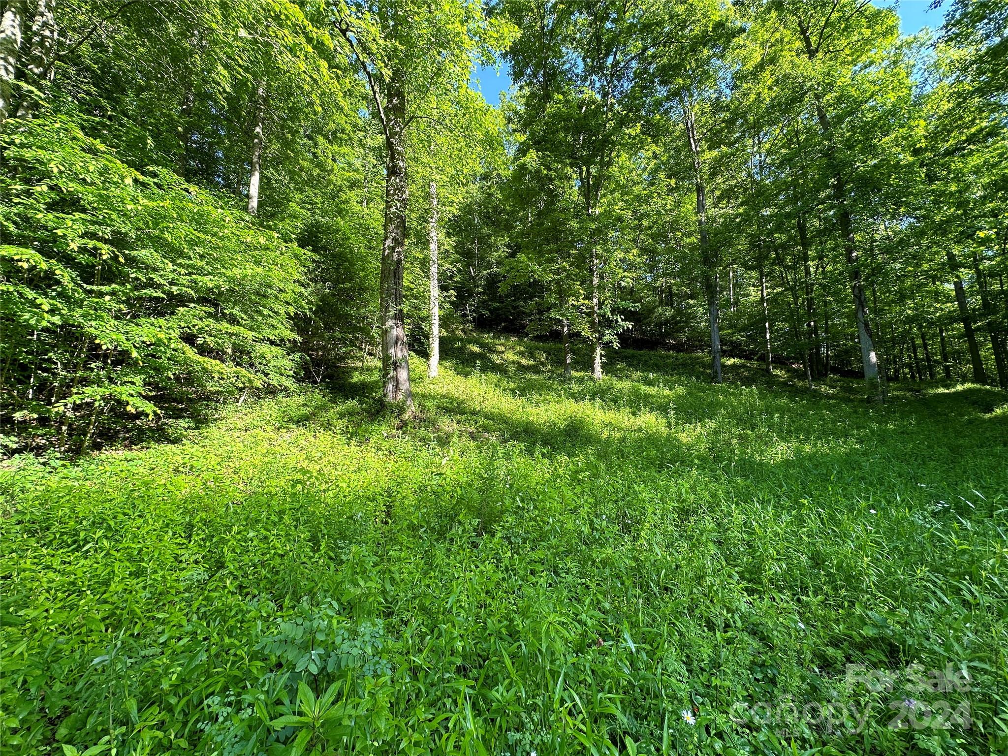 a view of lush green forest