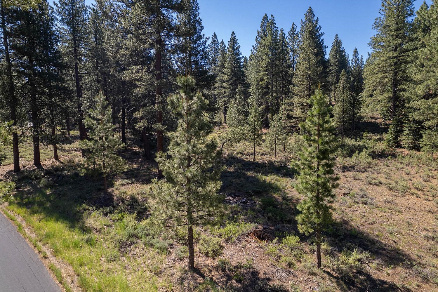 a view of a yard with trees