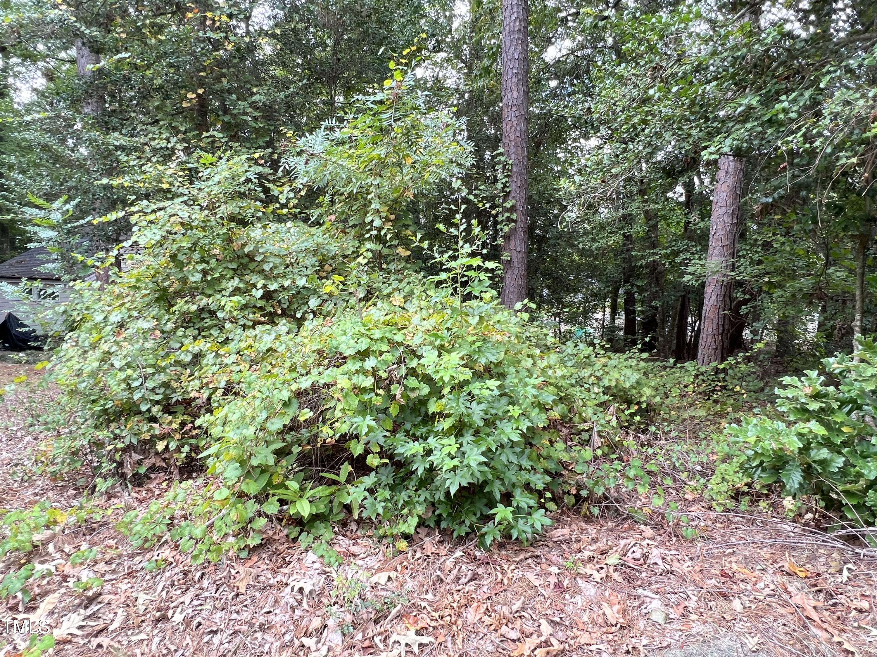 a view of a garden with plants