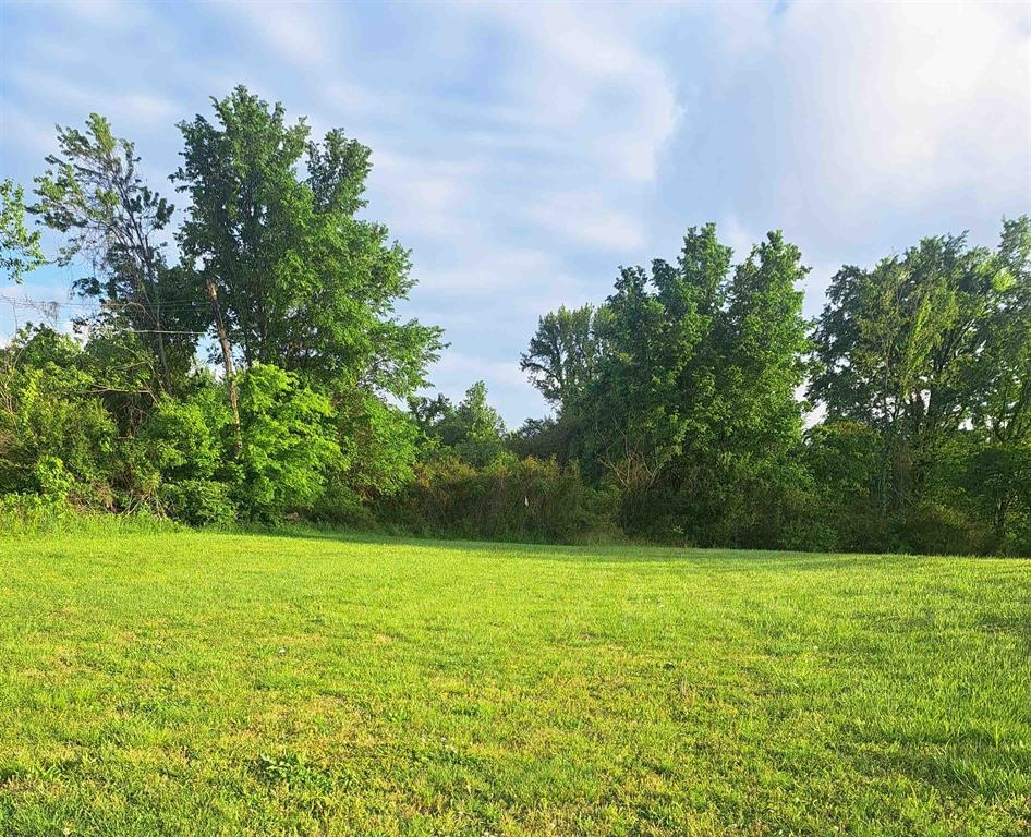 a view of a garden with a tree