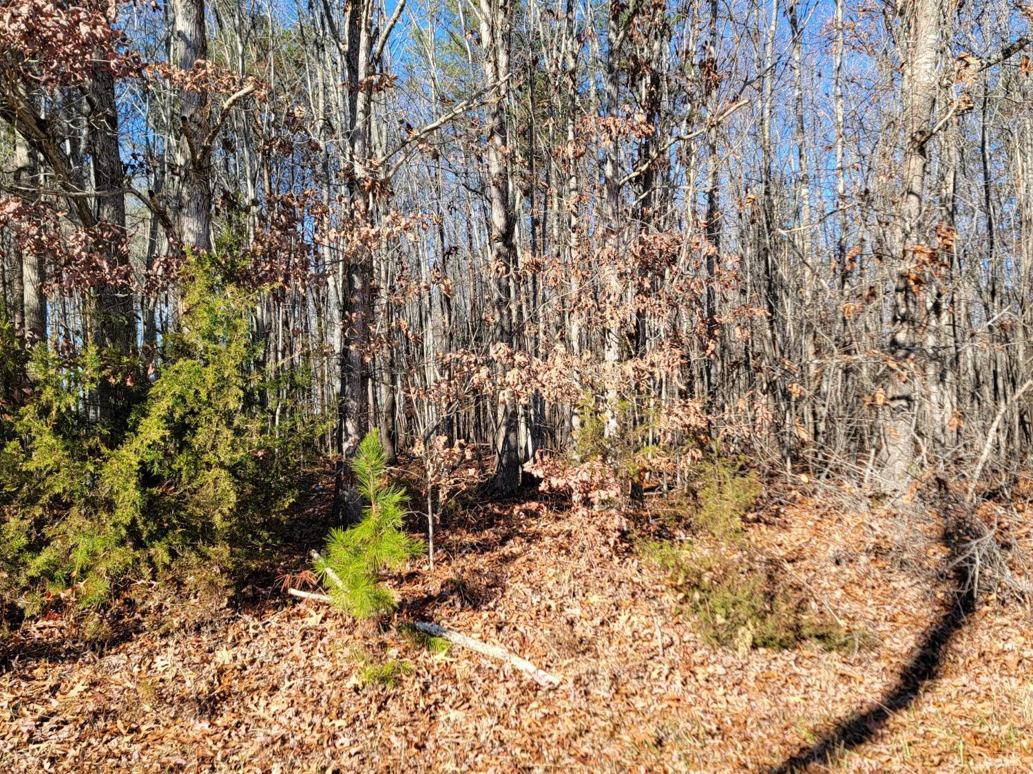 a view of a yard with plants and trees