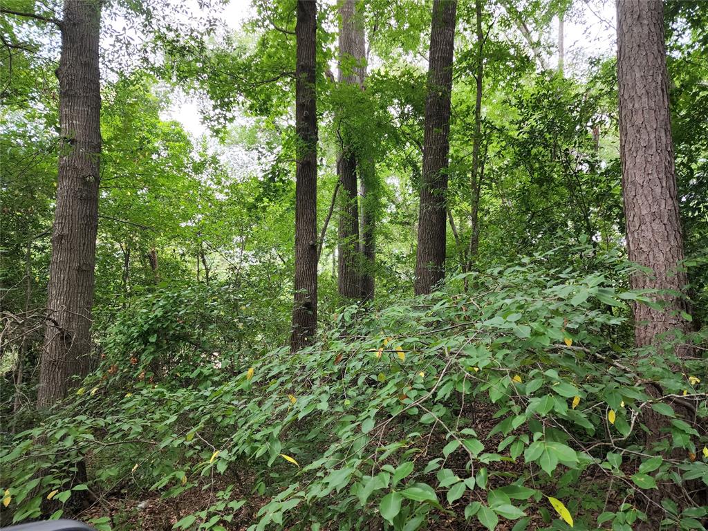 a view of a lush green forest