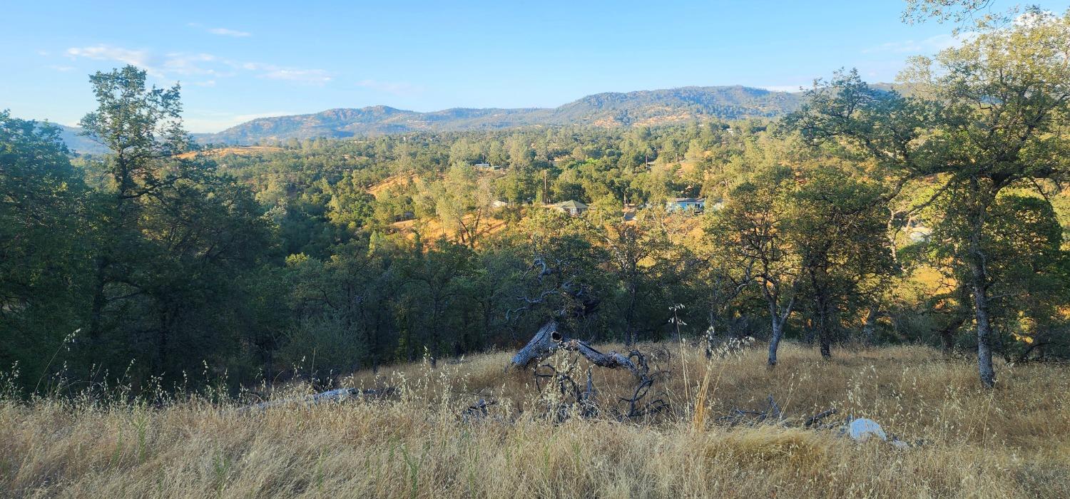 a view of a lush green forest with a mountain in the background