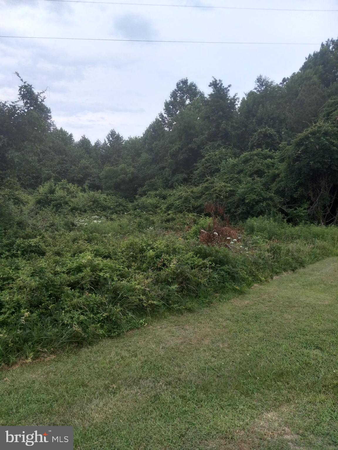 a view of a field of grass and trees