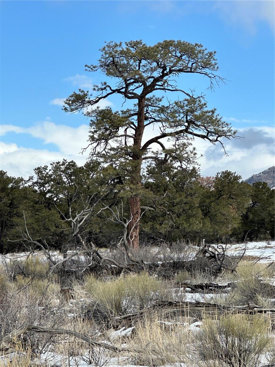 a view of a tree in a field