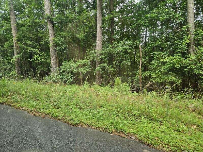 a view of a forest with a street