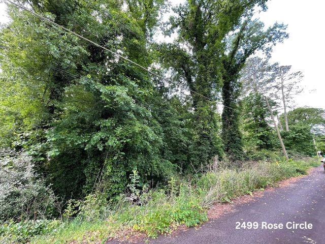 a view of a lush green forest