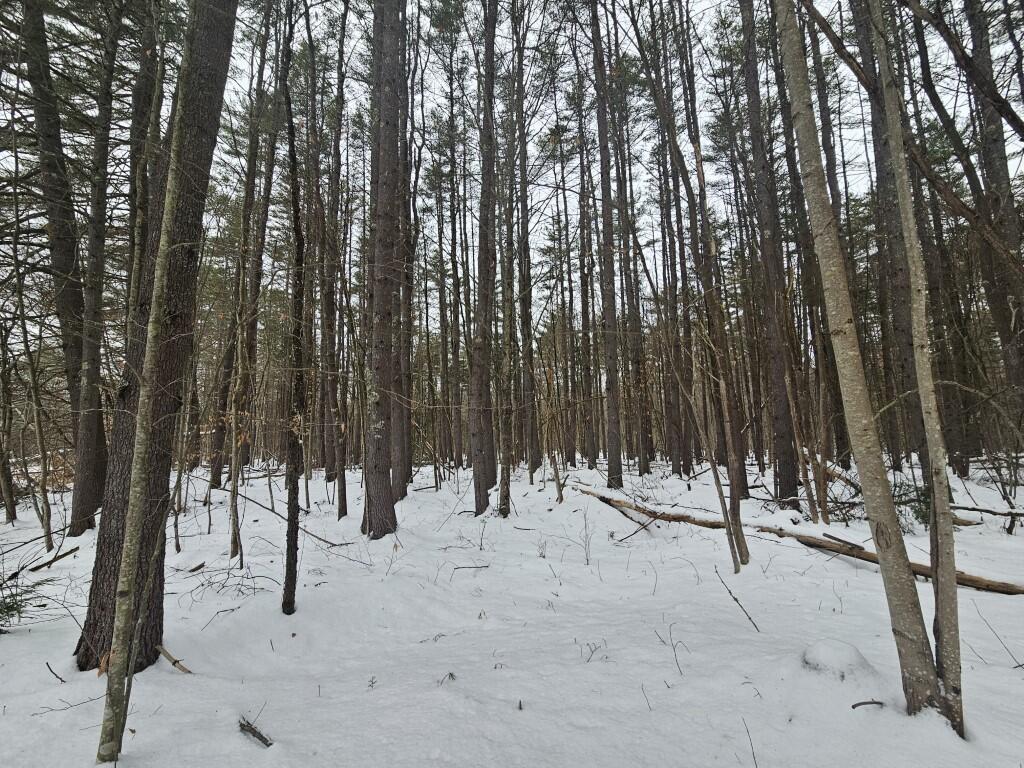 1 Lot White Pine