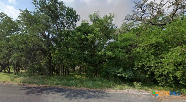 a view of a yard with plants and large trees