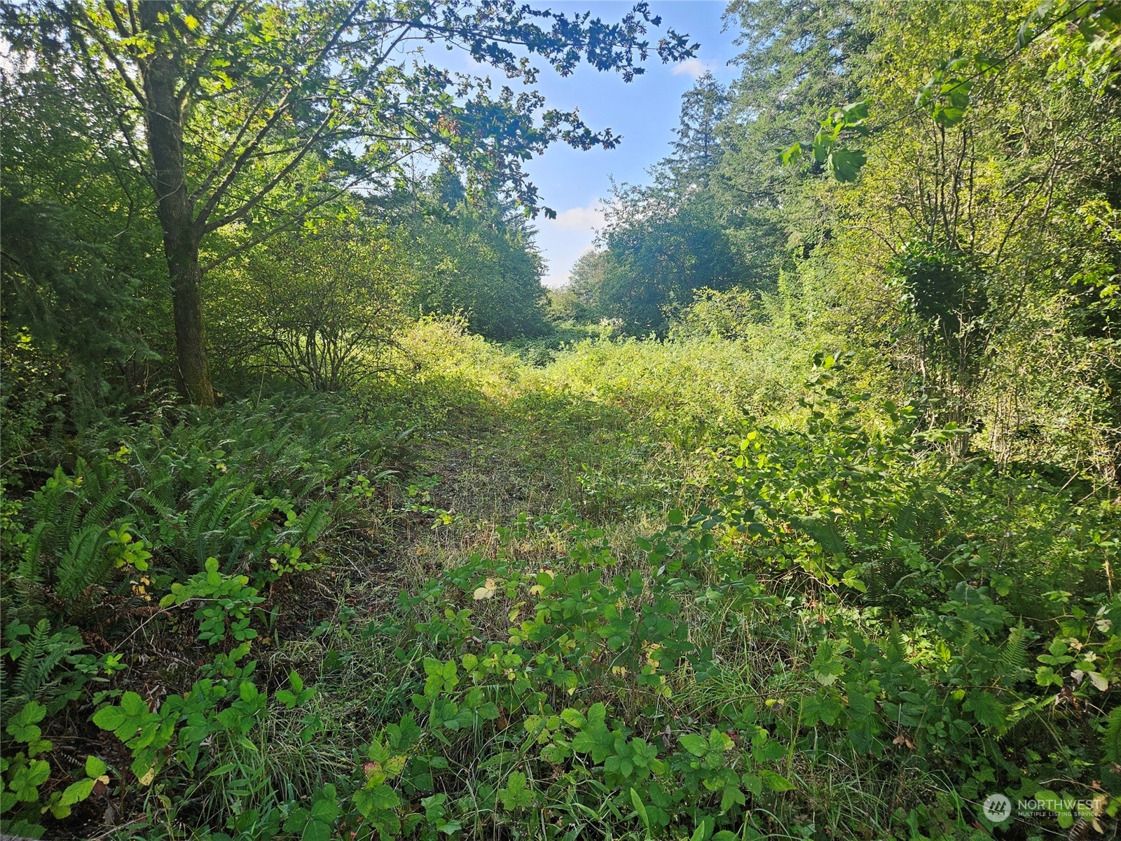 a view of a forest with a tree