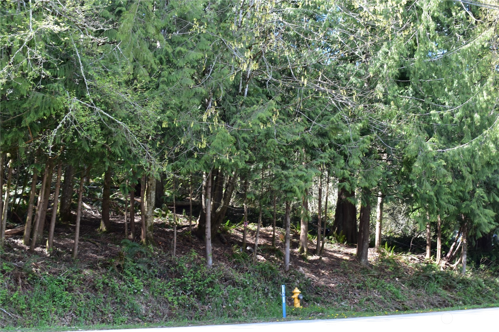 a view of outdoor space and yard