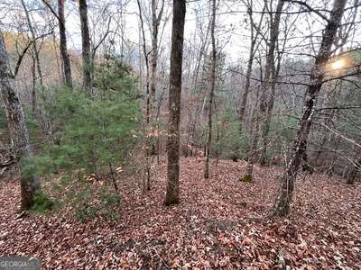 a view of a forest with trees